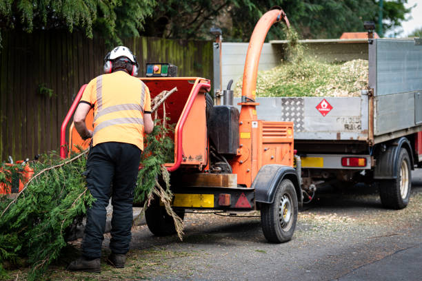 Trusted Lockhart, TX Tree Removal Experts