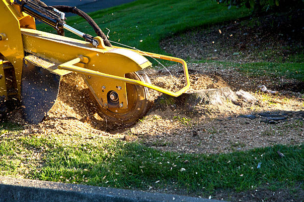 How Our Tree Care Process Works  in  Lockhart, TX